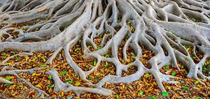 Wurzel Baum Fundament
