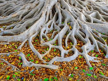 Wurzel Baum Fundament