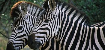 Zebra, Ngorongoro *** Local Caption *** F: Wendler
