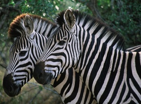 Zebra, Ngorongoro *** Local Caption *** F: Wendler