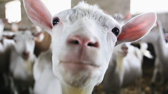 Kuriose Ziegenattacke im Streichelzoo