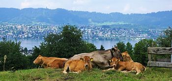 Zürich Berge See Kühe Schweiz