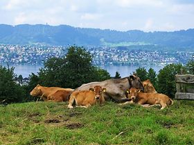 Zürich Berge See Kühe Schweiz