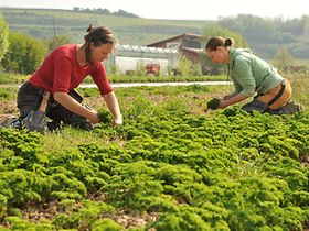 Zwei Frauen arbeiten auf einem Feld
