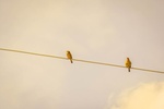 Zwei gelbe Vögel auf einer Schnur