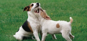 Haftung für Sturz eines Halters durch Balgerei zwischen Hunden