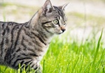 Katze laeuft in Wiese Katze laeuft in Wiese
